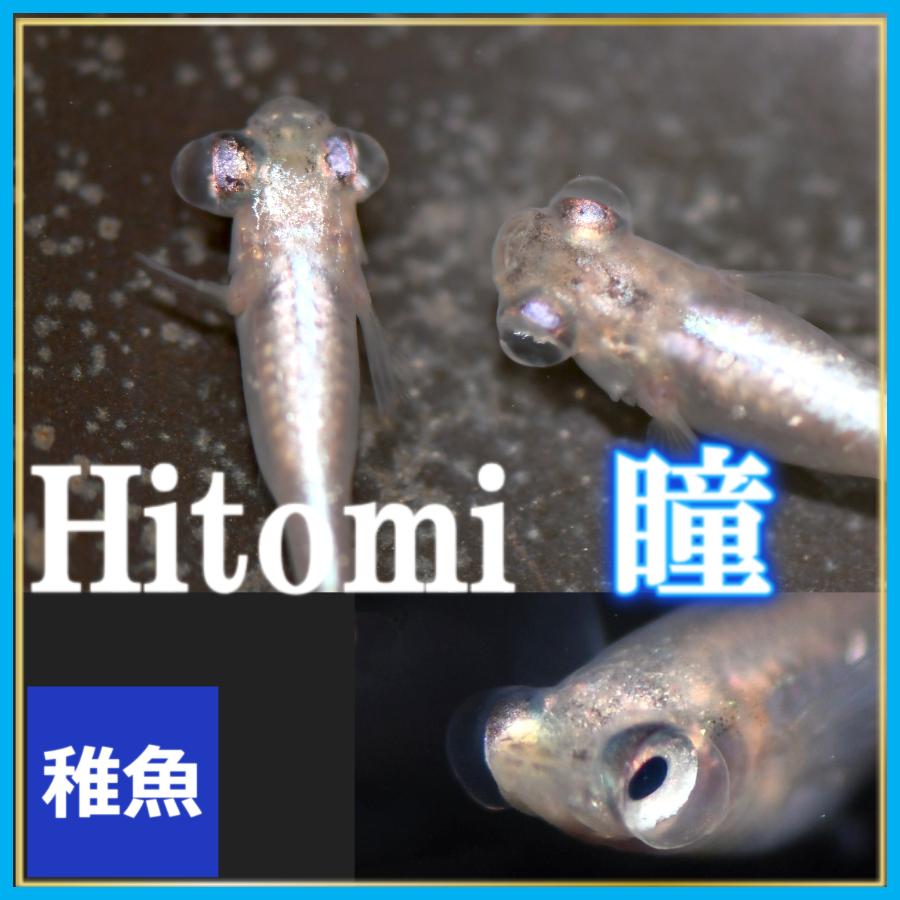 メダカ/水泡眼めだか　ヒトミ　稚魚10匹　/ヒトミメダカ　（Yahoo!・めだかの市場）