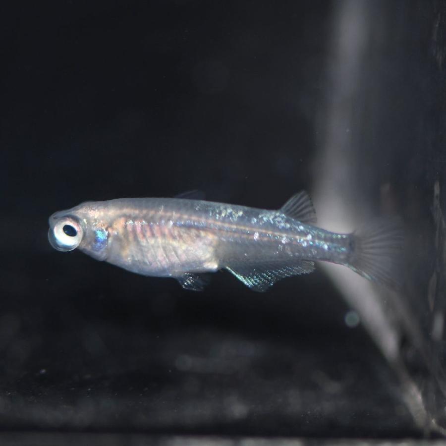 メダカ/水泡眼めだか ヒトミ 稚魚10匹 /ヒトミメダカ : めだかの市場