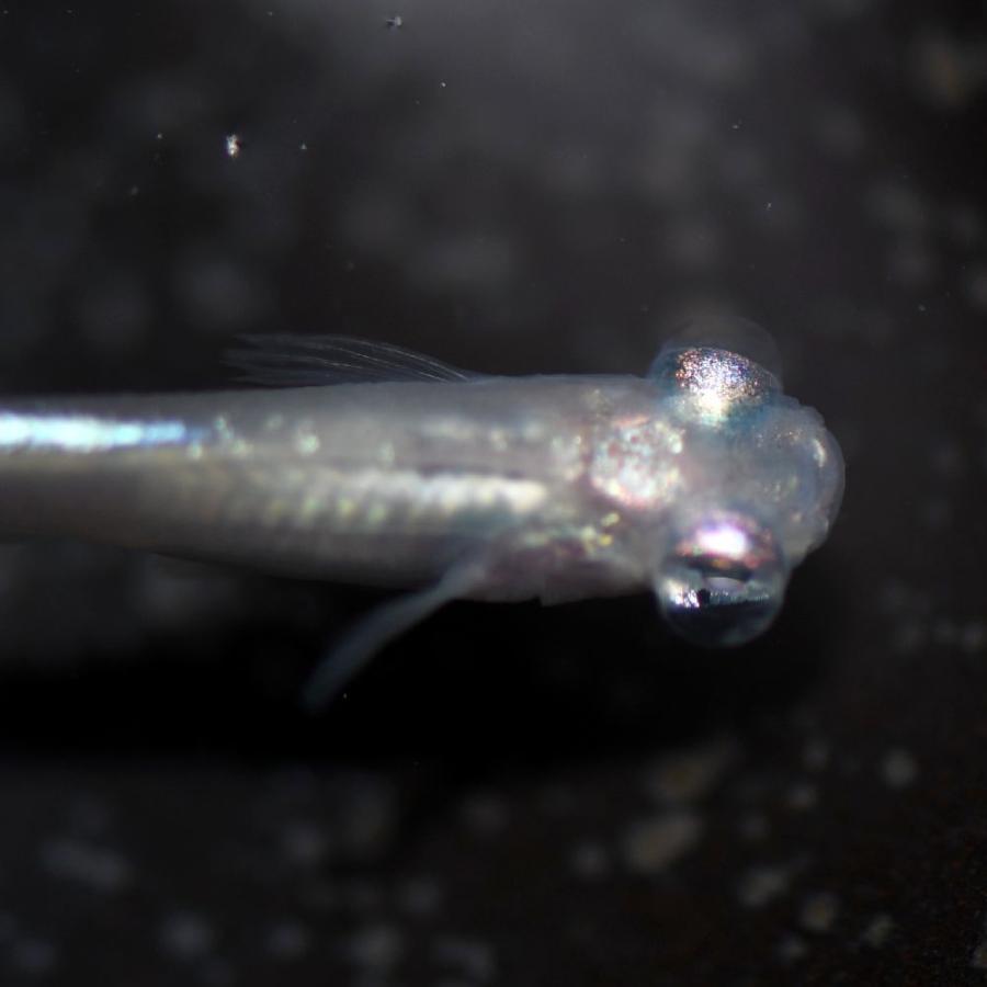 メダカ/水泡眼めだか ヒトミ 稚魚10匹 /ヒトミメダカ : めだかの市場
