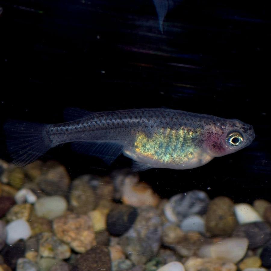 メダカ 腹青透明鱗めだか 稚魚匹 Suke めだかの市場 通販 Yahoo ショッピング