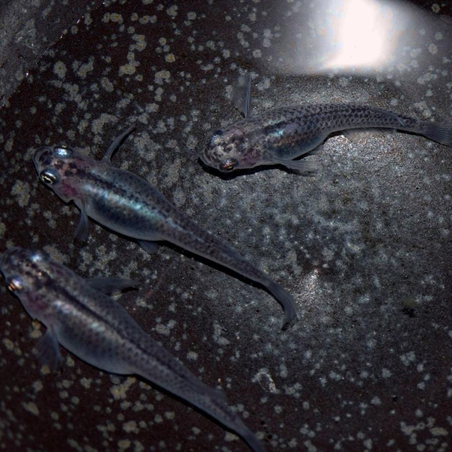 95 以上節約 メダカ 紅ほっぺ 白透明鱗めだか 稚魚50匹 Shipsctc Org