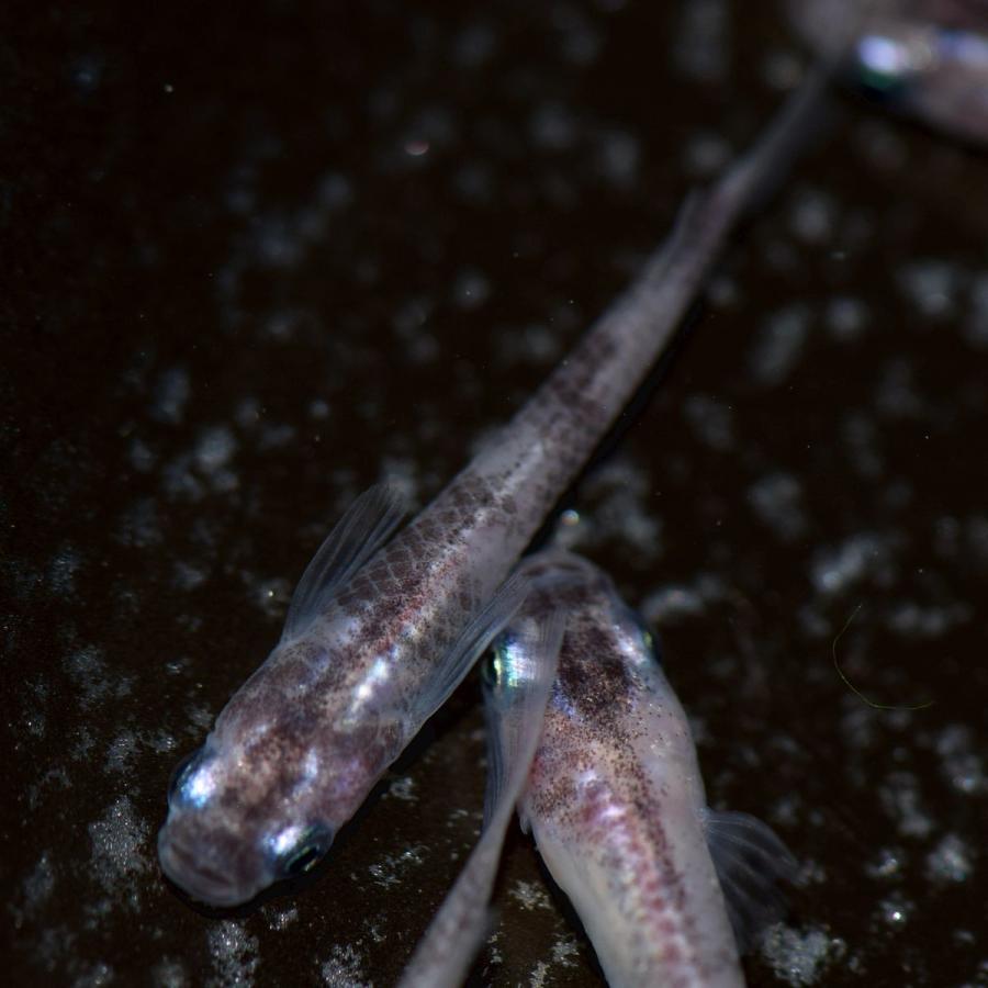 メダカ 藍斑 すみれめだか 稚魚匹 Sumire めだかの市場 通販 Yahoo ショッピング