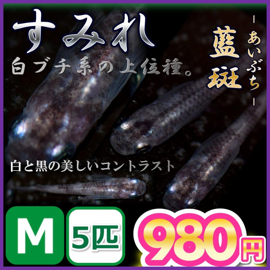 メダカ 藍斑 すみれめだか Mサイズ5匹 白ブチめだか Sumirem5 めだかの市場 通販 Yahoo ショッピング