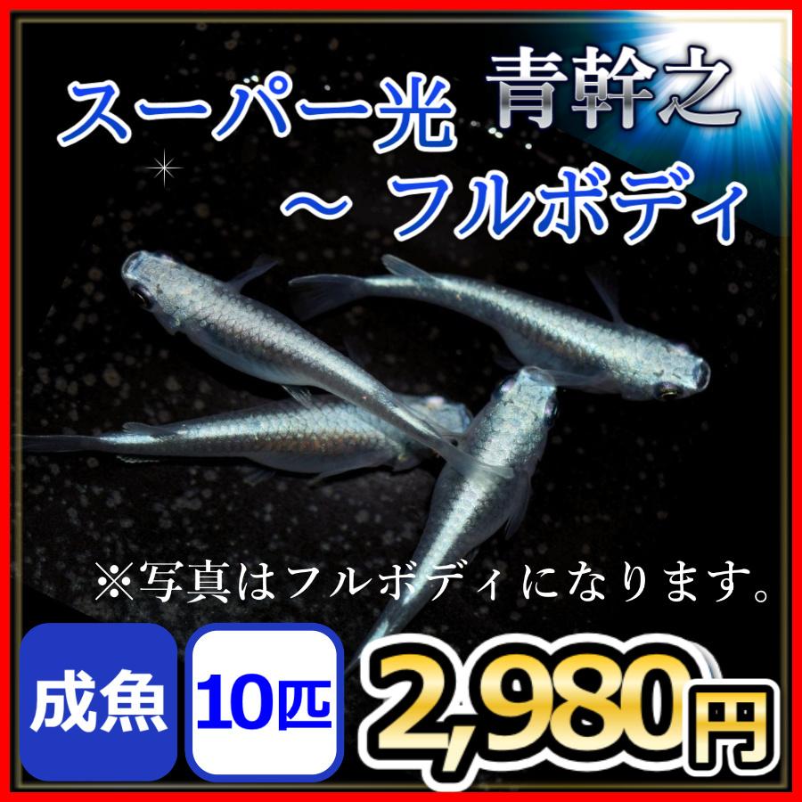 メダカ 青幹之 スーパー光 フルボディ M Lサイズ10匹 青みゆきめだか Sup omi10 めだかの市場 通販 Yahoo ショッピング