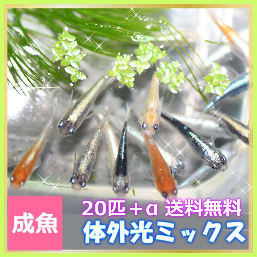メダカ  送料無料/体外光めだかミックス Mサイズ20匹+α セット/体外光メダカミックスセット | 
