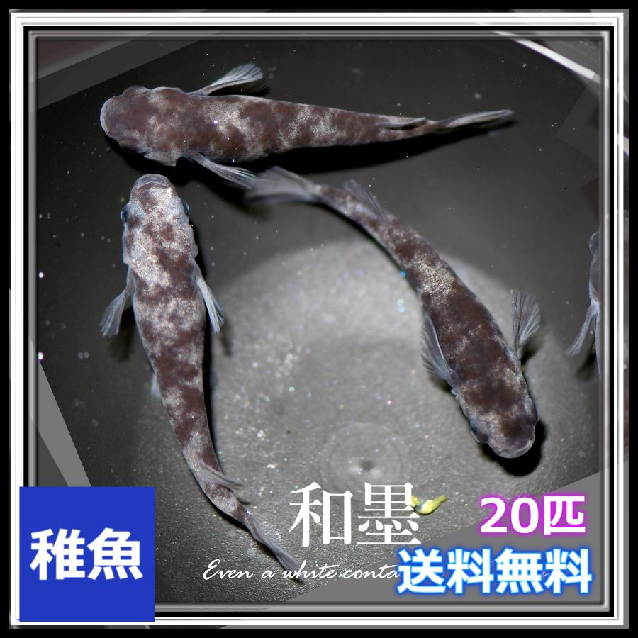 送料無料/メダカ/和墨めだか　稚魚20匹　/和墨メダカ（Yahoo!・めだかの市場）