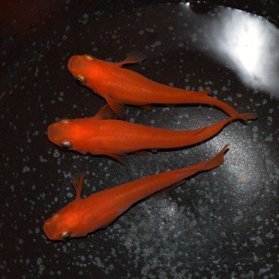 紅帝 楊貴妃メダカ 紅帝 楊貴妃めだか 稚魚30匹 Youkihi30 めだかの市場 通販 Yahoo ショッピング