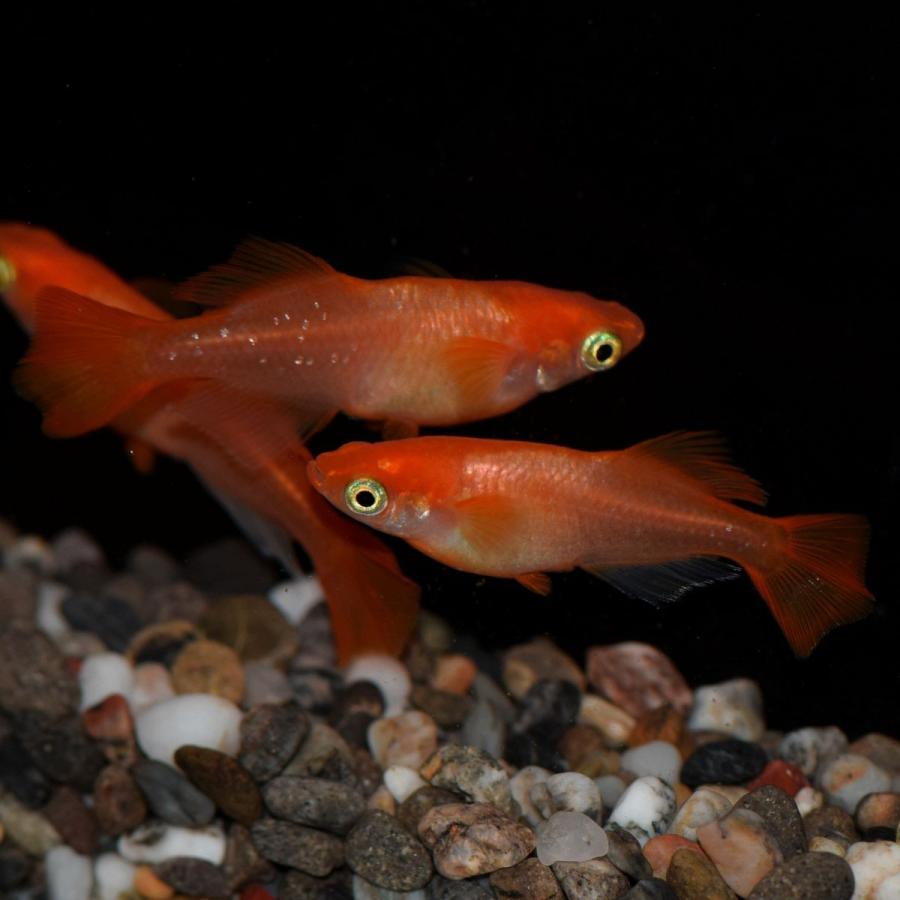 紅帝 楊貴妃ヒカリメダカ 東天光 稚魚10匹 紅帝 楊貴妃ヒカリめだか Youkihihikari10 めだかの市場 通販 Yahoo ショッピング