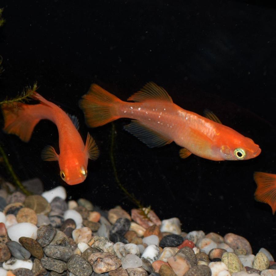 紅帝 楊貴妃ヒカリメダカ 東天光 稚魚匹 紅帝 楊貴妃ヒカリめだか Youkihihikari めだかの市場 通販 Yahoo ショッピング