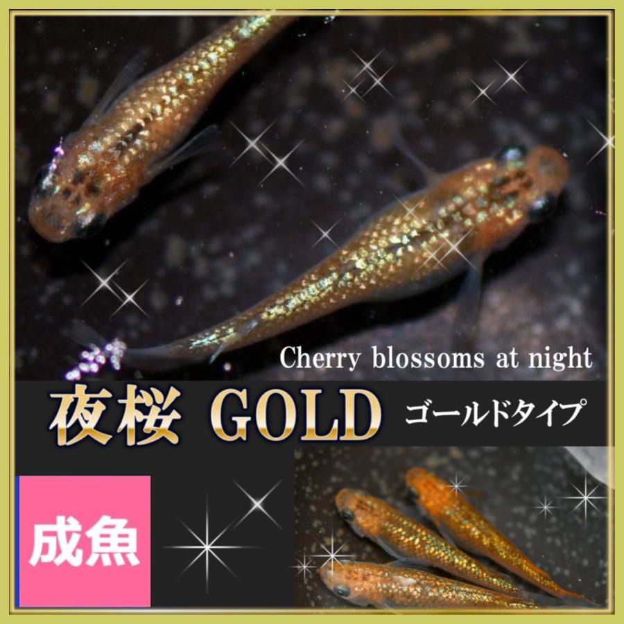 夜桜ゴールド(Mサイズ) 12匹5000円 メダカ 夜桜ゴールドめだか Mサイズ3ペア+α 夜桜ゴールドメダカ