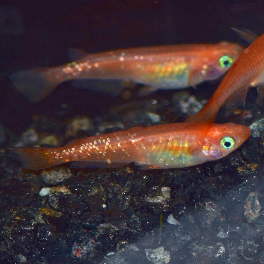 楊貴妃ラメ幹之メダカ 楊貴妃ラメみゆきメダカ 稚魚匹 Yrame めだかの市場 通販 Yahoo ショッピング
