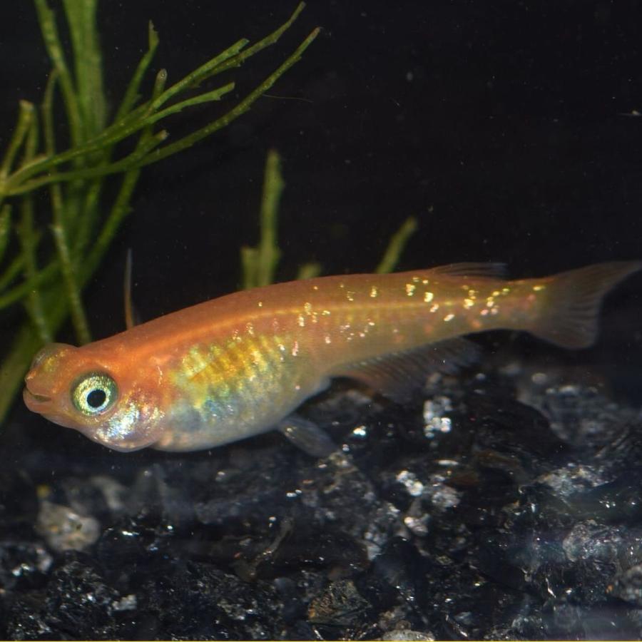 楊貴妃ラメ幹之出目メダカ 楊貴妃ラメみゆき出目メダカ 稚魚匹 Yramedeme めだかの市場 通販 Yahoo ショッピング