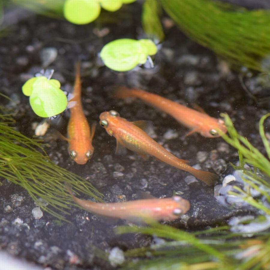 楊貴妃ラメ幹之出目メダカ 楊貴妃ラメみゆき出目メダカ 稚魚匹 Yramedeme めだかの市場 通販 Yahoo ショッピング