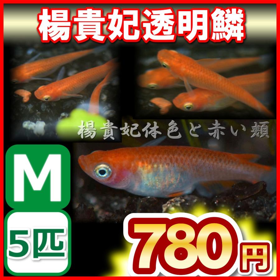 楊貴妃透明鱗メダカ 楊貴妃透明鱗めだか ｍサイズ5匹 Ysukem5 めだかの市場 通販 Yahoo ショッピング