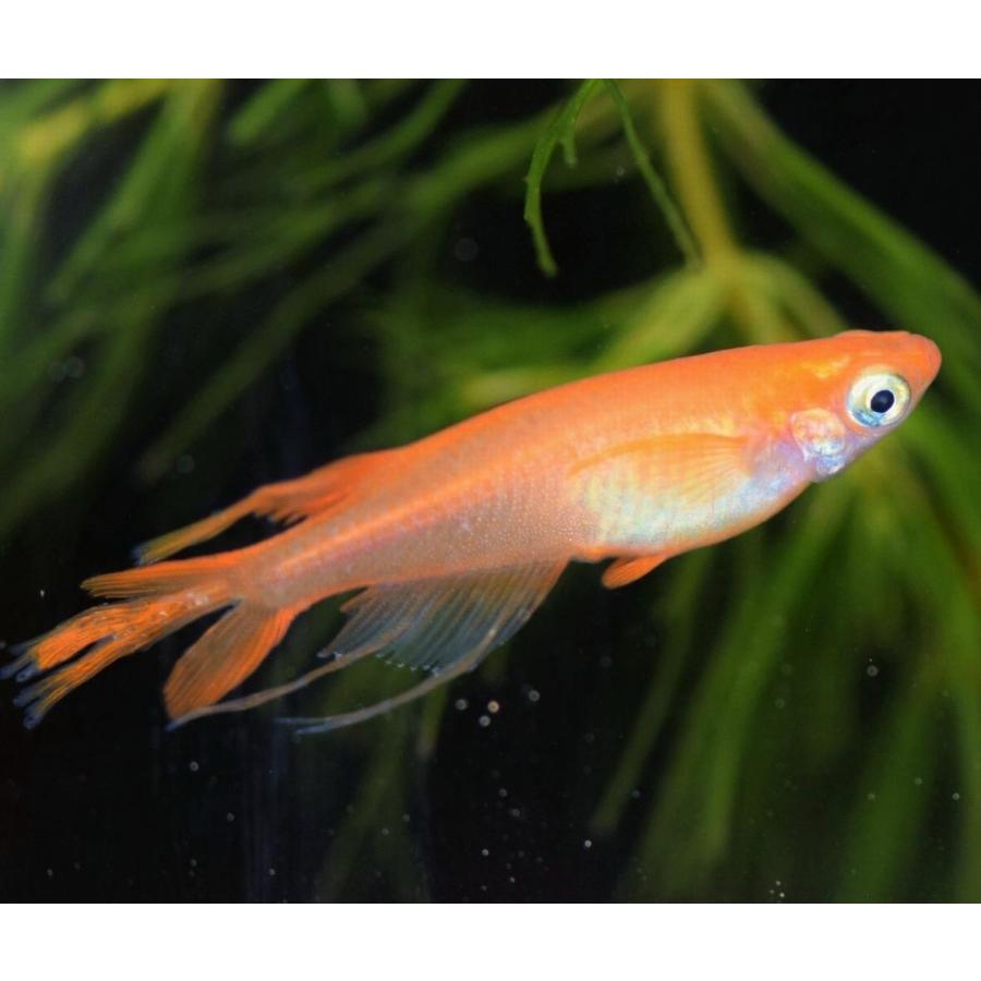 メダカ 楊貴妃スワローめだか Mサイズ3ペア+α ヒレ長 : めだかの市場