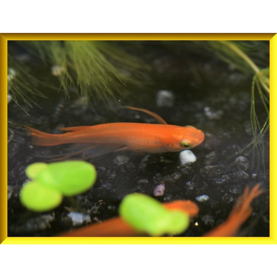 めだか　楊貴妃スワロー鰭が伸び出した若魚 メダカ 楊貴妃スワローめだか Mサイズ3ペア+α ヒレ長 : めだかの市場