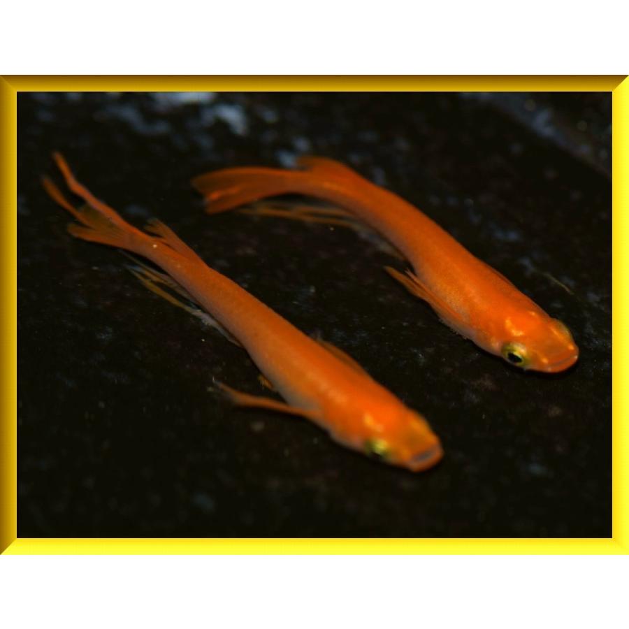 めだか　楊貴妃スワロー鰭が伸び出した若魚 メダカ 楊貴妃スワローめだか Mサイズ3ペア+α ヒレ長 : めだかの市場