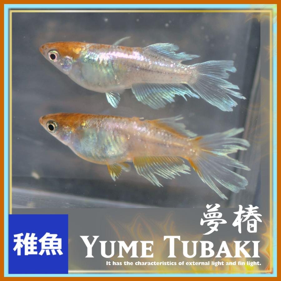 メダカ　夢椿メダカ　稚魚10匹　夢つばきめだか（Yahoo!・めだかの市場）