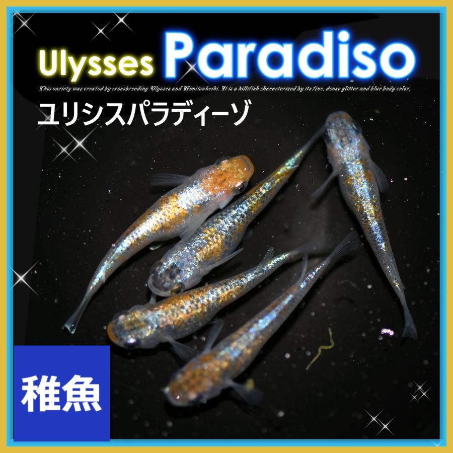 メダカ（ユリシス幼魚）2ペア＋1匹…めだか メダカ ユリシスパラディーゾメダカ 稚魚10匹 ユリシスパラディーゾ