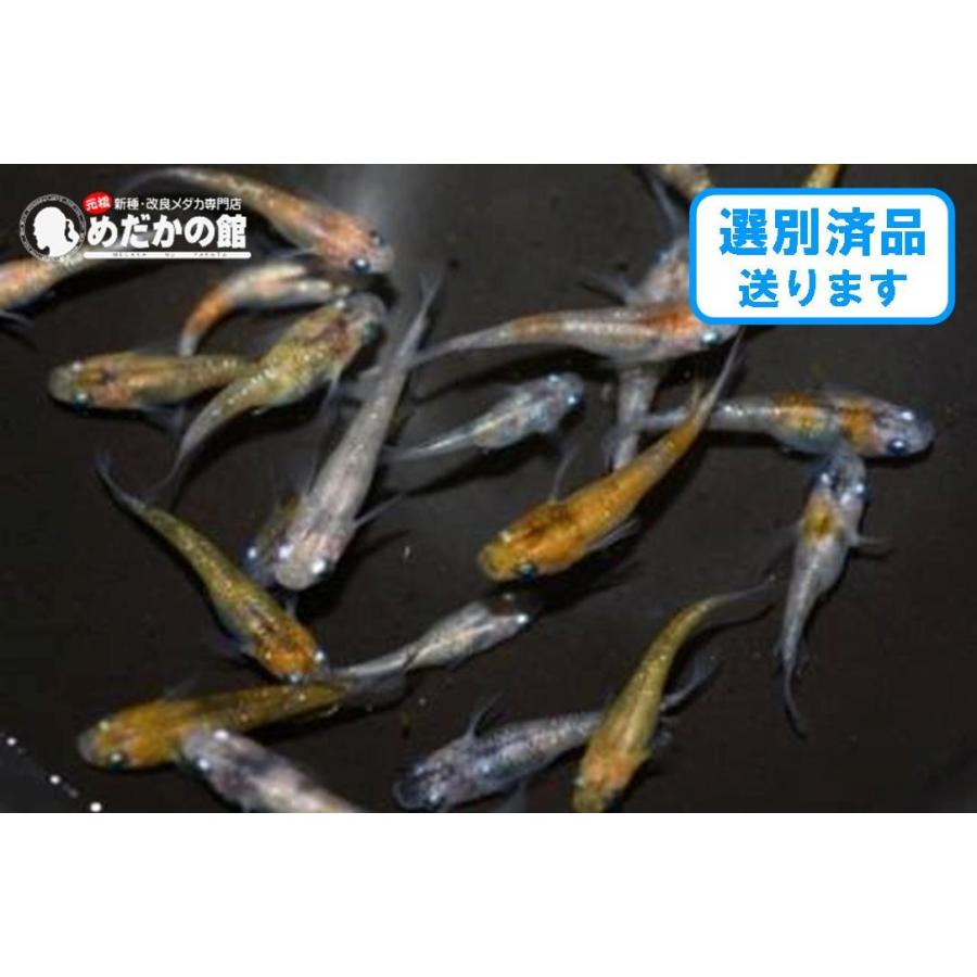 印象のデザイン 話題のメダカ同士の交配 メダカ ３色 ラメ ３色ラメ幹之メダカ 灯のf3 Ml4匹セット 送料無料 観賞魚生体 Www Reinnec Cl
