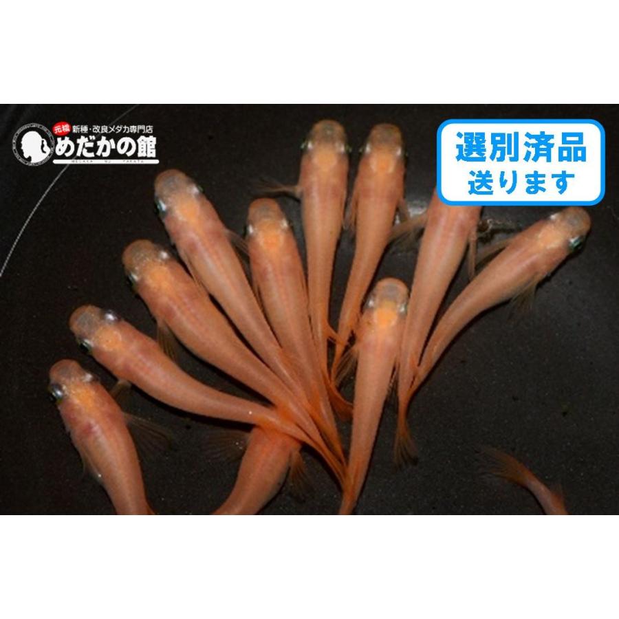 メダカ ピンク ピンクメダカ Ml4匹セット 送料無料 No25 1227 めだかの館ヤフー店 通販 Yahoo ショッピング