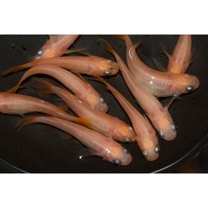 メダカ ピンク ピンクメダカ Ml4匹セット 送料無料 No25 1227 めだかの館ヤフー店 通販 Yahoo ショッピング