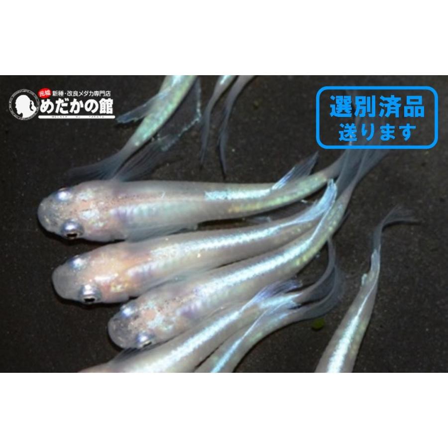海外正規品 メダカ 体内光 ヒレ長体内光メダカ M L4匹セット 送料無料 保存版 Www Jolimmo Ch