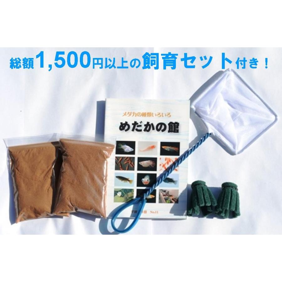 メダカ 飼育 初心者 レインボーメダカ 匹セット Syo 5 めだかの館ヤフー店 通販 Yahoo ショッピング