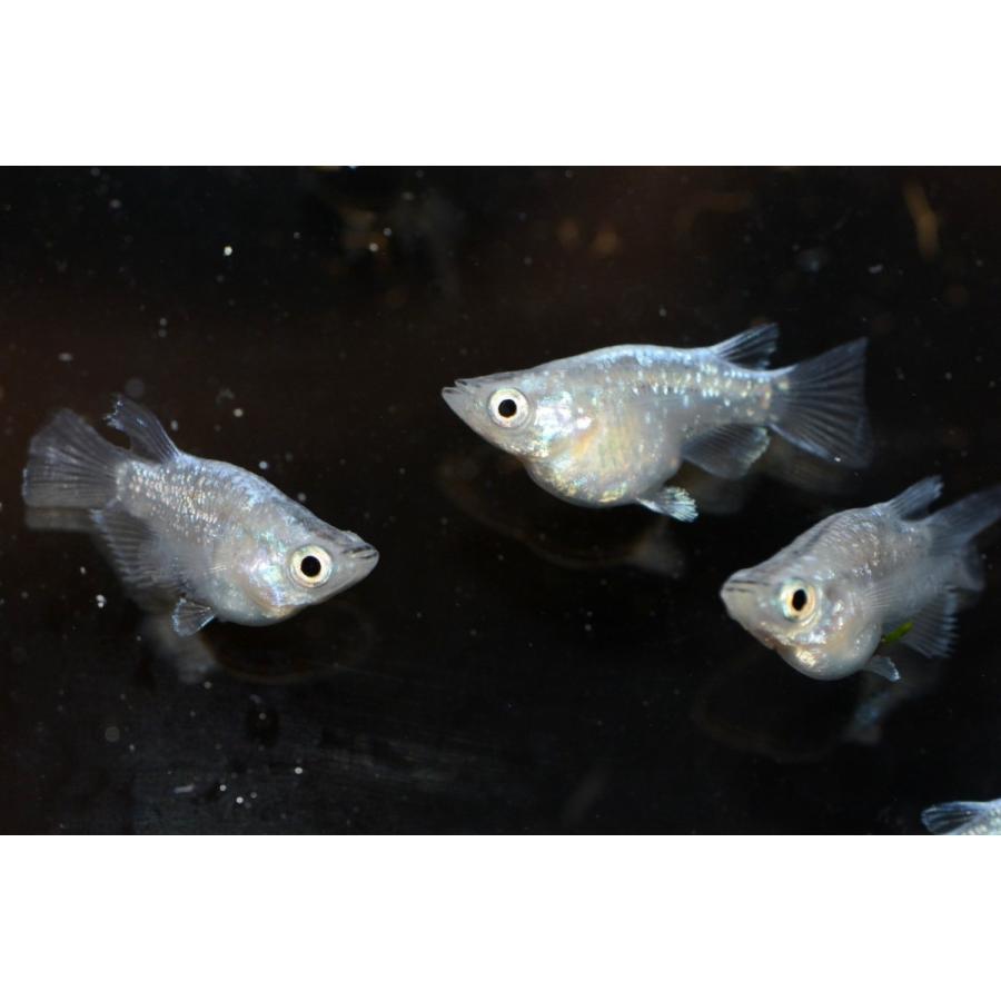 メダカ 幹之 ダルマ 星河ダルマメダカ ｍ L５匹セット 送料無料 Y 7 めだかの館ヤフー店 通販 Yahoo ショッピング