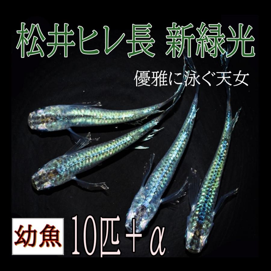 松井ヒレ長 新緑光 めだか 幼魚 10匹 A メダカ 改良 グリーン 最高級メダカ 観賞魚生体