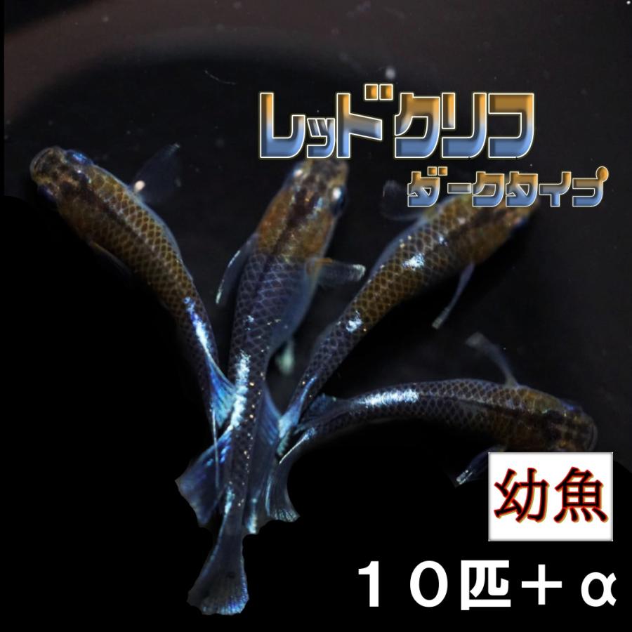 【メダカ】雷霆 幼魚10匹 【発送可】 幼魚MSサイズ】夜桜ブルー 雷霆メダカ 幼魚5匹+α 【本州(中国、四国