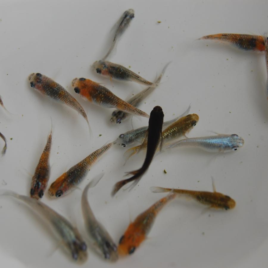 メダカ MIXセット幼魚20匹＋α 最高級のめだかをいろいろ入れます