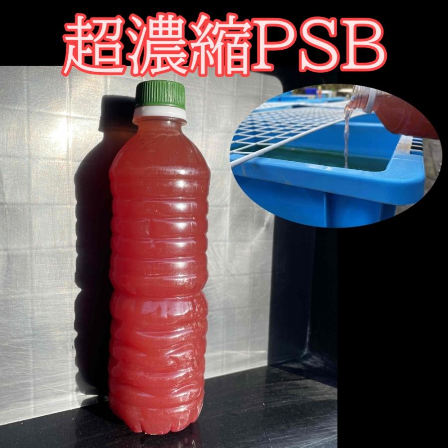 PSB 光合成細菌 メダカの初期飼料 餌 簡単に培養できる 濃縮 : めだか