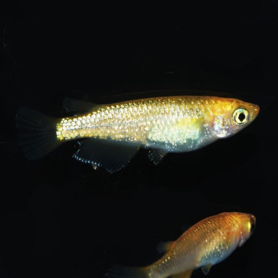 メダカ レクリスの幼魚 10匹＋α 改良めだか ゴールドの最高峰 : めだか
