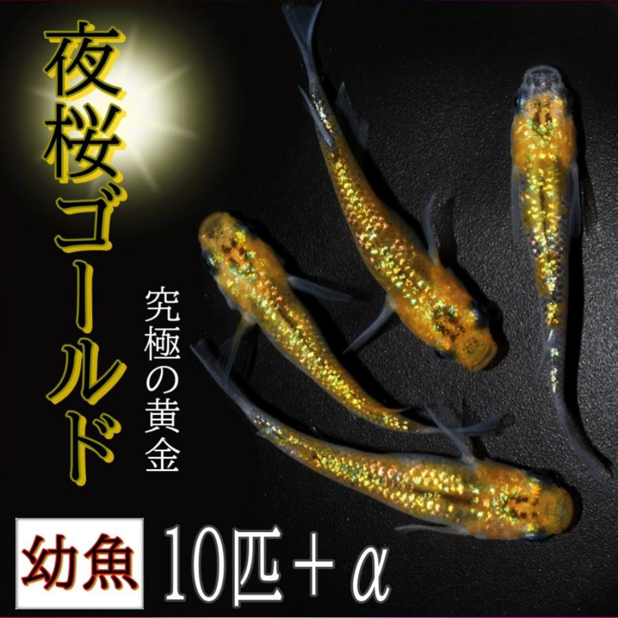 夜桜ゴールドメダカ 幼魚 １０匹 A めだか ゴールドラメ 改良メダカ 6 めだか屋ピースガーデン 通販 Yahoo ショッピング