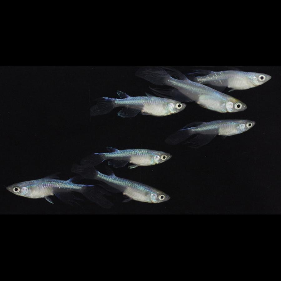 メダカ 青蝶 めだか 3ペア+メス 生体 レビュー特典（産卵床＆餌）あり