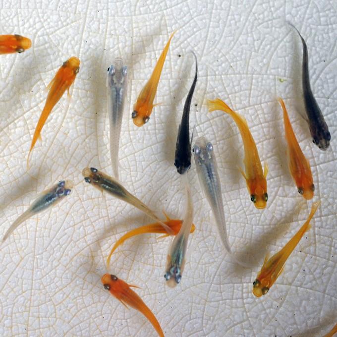 めだか おすすめメダカmix サイズ混合 10匹セット Medakarium01 Medakarium 通販 Yahoo ショッピング