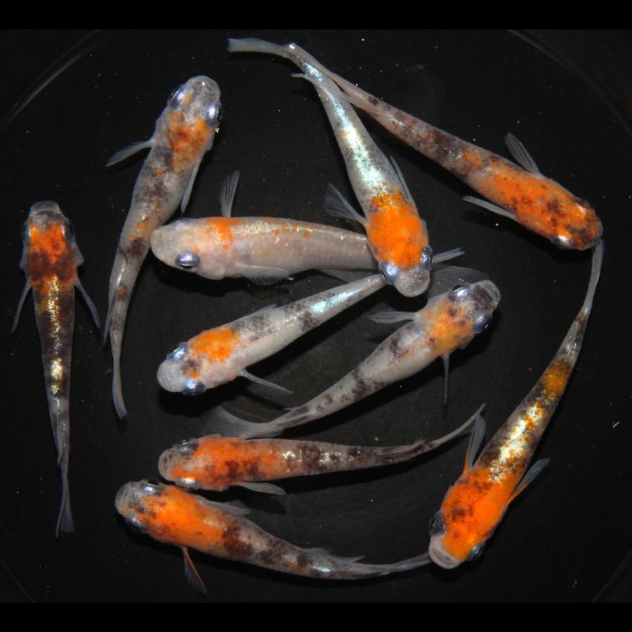 メダカ 三色体外光 めだか 3ペア+オス4 生体 レビュー特典（産卵床＆餌 