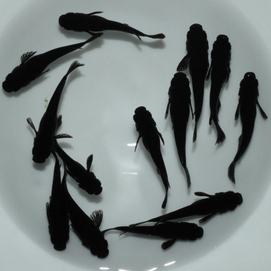 メダカ 黒夢（クム） めだか （1） 6ペア+メス 生体 レビュー特典 