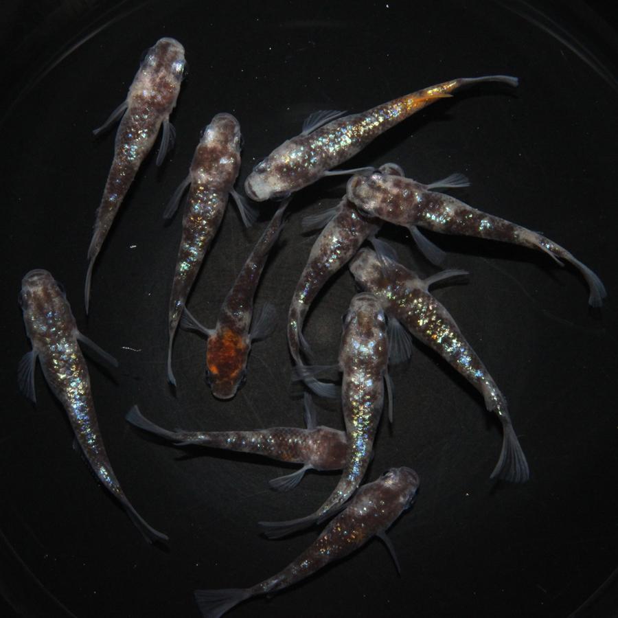 メダカ 白ブチラメ幹之 サファイア系（三色系含む） めだか （2） 5 