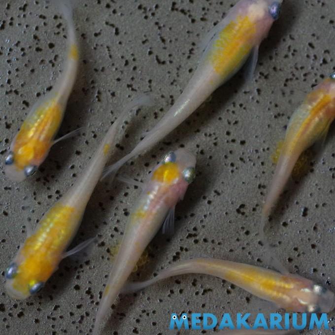 メダカ 白カブキ めだか 1ペア+α 生体 成魚 レビュー特典（産卵床＆餌 