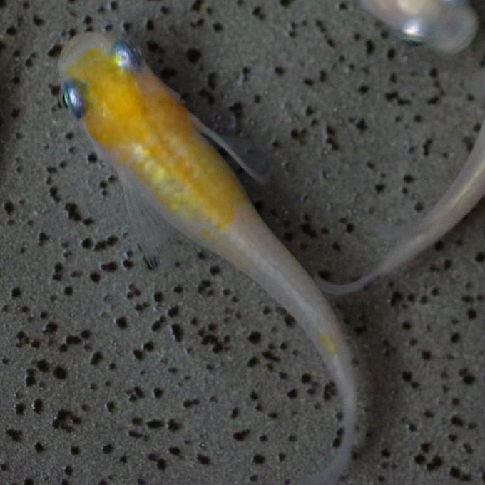 メダカ 白カブキ めだか 1ペア+α 生体 成魚 レビュー特典（産卵床＆餌