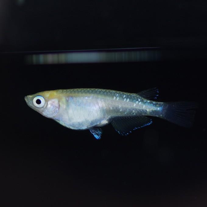 メダカ 白カブキ めだか 1ペア+α 生体 成魚 レビュー特典（産卵床＆餌