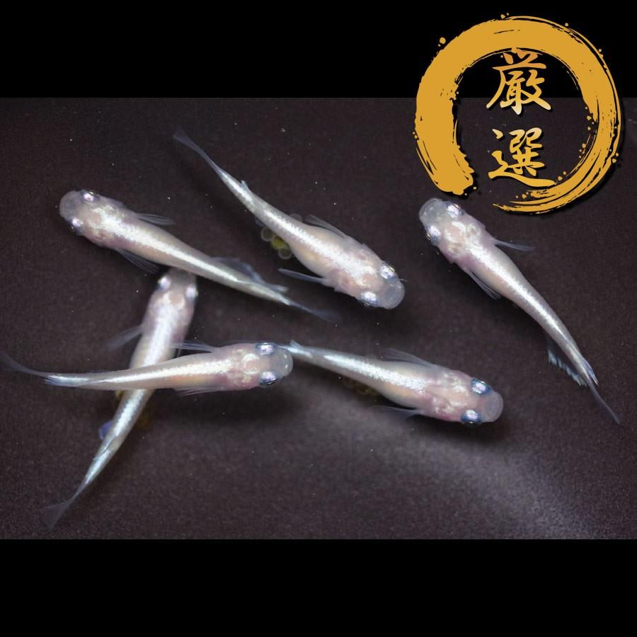 マリンブルーピンク メダカ めだか M Lサイズ 3ペア Medakarium130g Medakarium 通販 Yahoo ショッピング