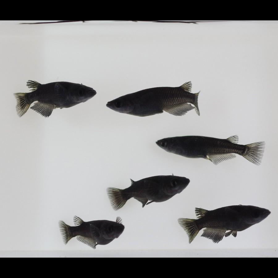 黒揚羽 メダカ めだか M Lサイズ 3ペア Medakarium172g Medakarium 通販 Yahoo ショッピング