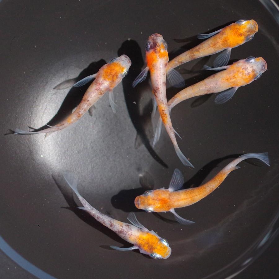 大特価 三色 メダカ 秋月錦小雪 三色錦透明鱗 選別漏れ 30匹 15ペア 生体 成魚 秋めだか Shipsctc Org