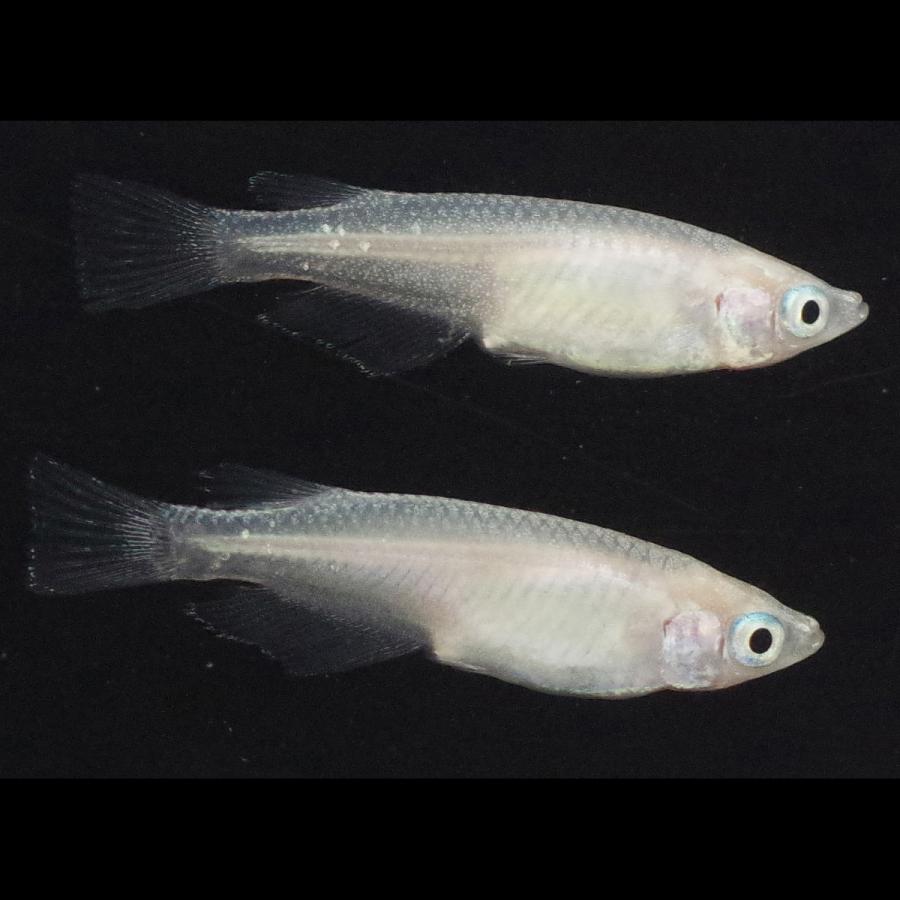 メダカ ピュアホワイト めだか 1ペア+α 生体 成魚 レビュー特典（産卵