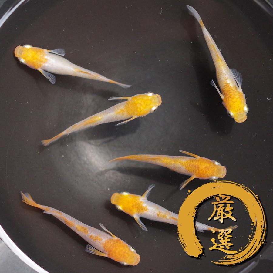 紅 くれない メダカ めだか M Lサイズ 3ペア Medakarium217g Medakarium 通販 Yahoo ショッピング