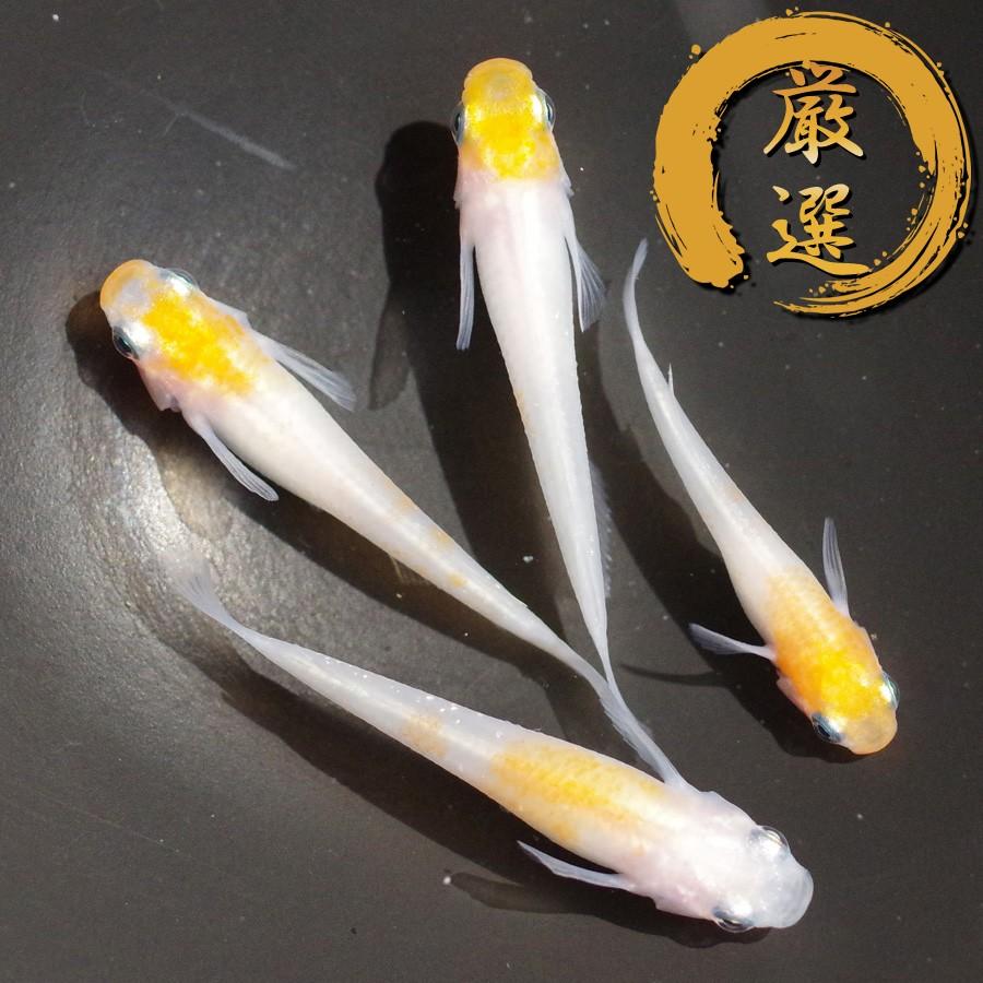 小町 非透明鱗紅白 メダカ めだか M Lサイズ 2ペア Medakarium223g Medakarium 通販 Yahoo ショッピング