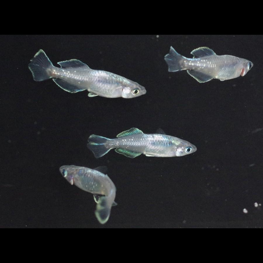 禅 極ブラック光体型 メダカ めだか M Lサイズ 2ペア Medakarium224g Medakarium 通販 Yahoo ショッピング